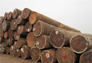 中国进口木材第一大货源国俄罗斯地位稳定