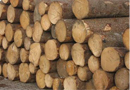 40天后，木材原材料市场将进入供方市场