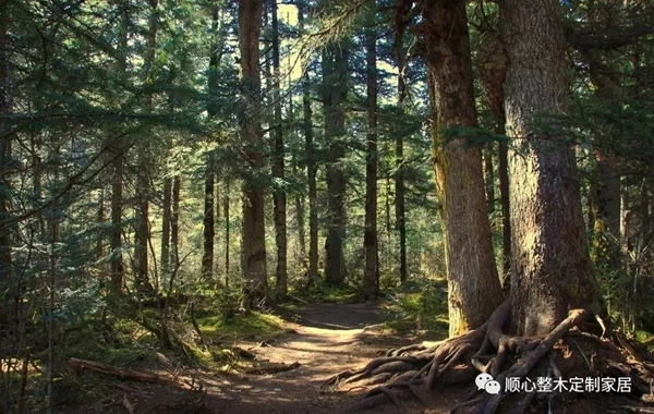 顺心整木家居完美诠释现代家居设计