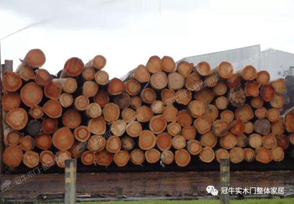 冠牛木门“简·时代”将南美尤加利作为指定木材