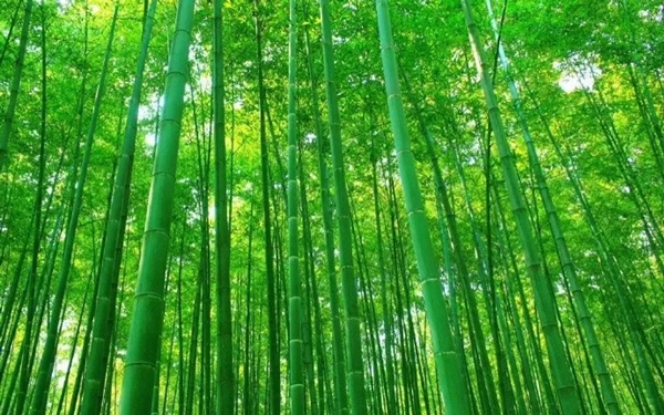 盈康世家木门以竹代木，开启你的“竹”生活！