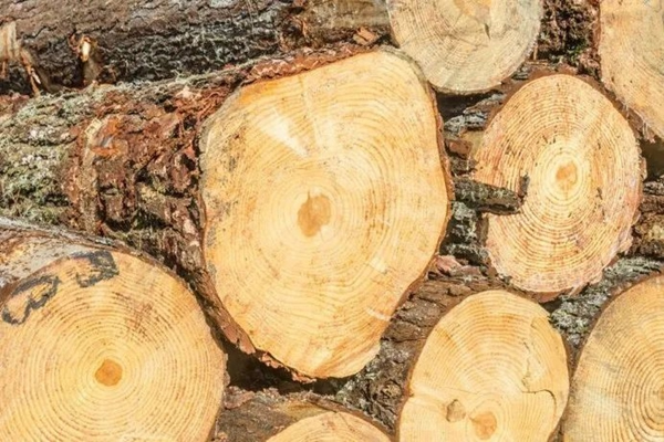 2021爱木周丨坚持绿色经营，久盛地板在木材可持续发展道路上阔步前行